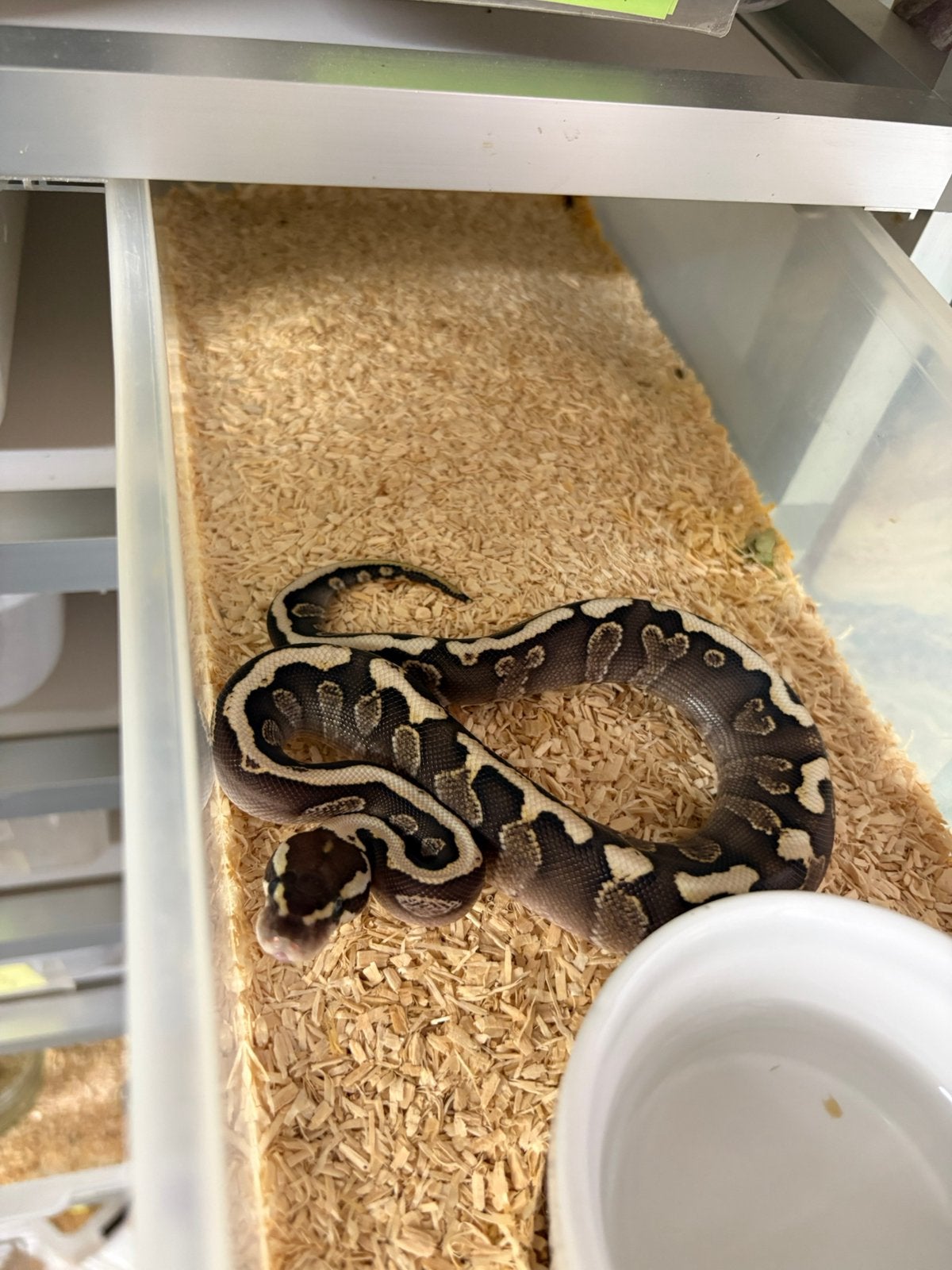 Man ghi mojave spotnose het clown ballpython koningspython Ball Python - unknown for sale from willems