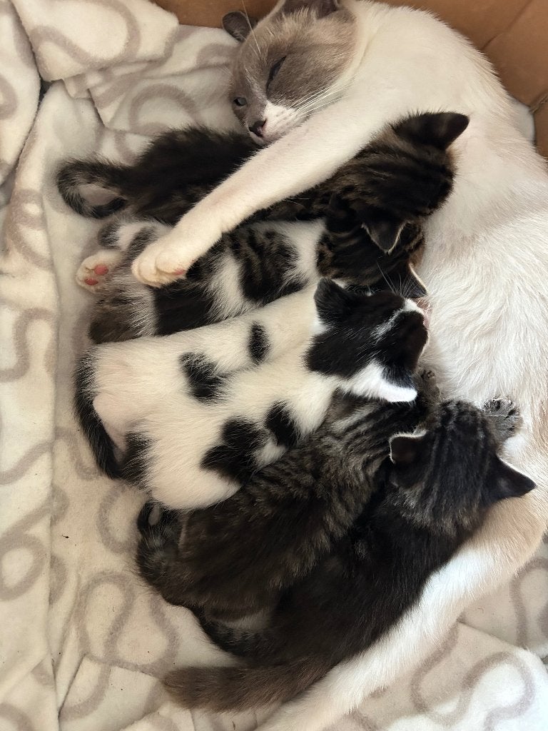 Prachtige lieve kittens ‍, Dieren en Toebehoren, Meerdere dieren, Ontwormd, 0 tot 2 jaar