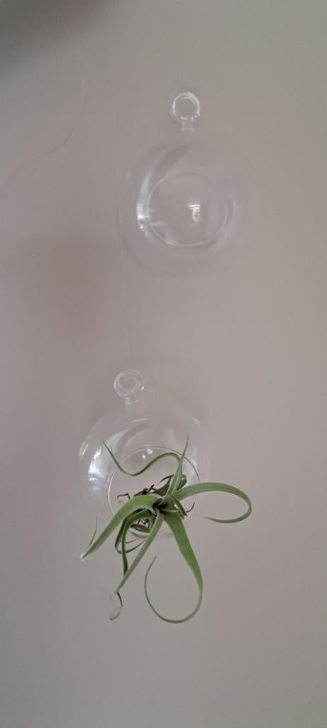 Glazen terrarium hanger 2 stuks, Ophalen of Verzenden, Zo goed als nieuw, Glas