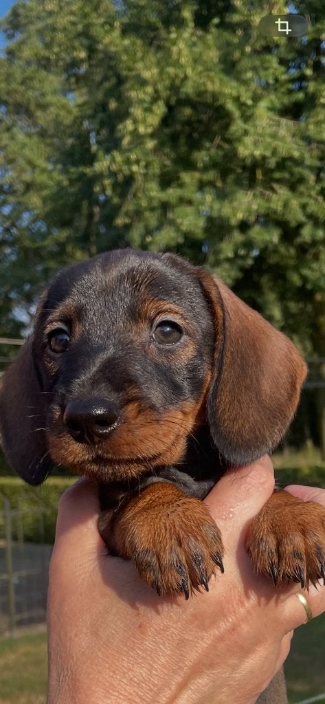 Ruwhaar teckel pups wildkleur (standaard), Parvo, Standaard, 8 tot 15 weken, Meerdere