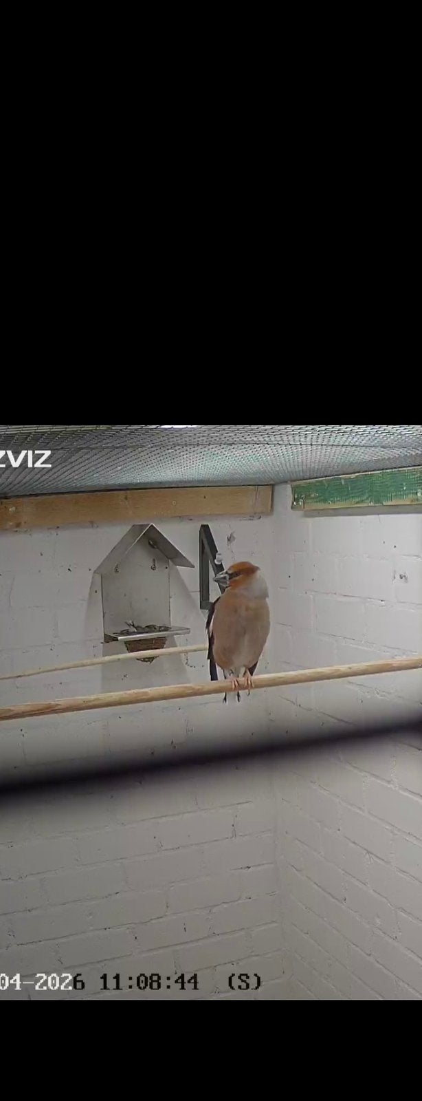 Europese appelvink, Mannelijk, Wildzangvogel, Geringd