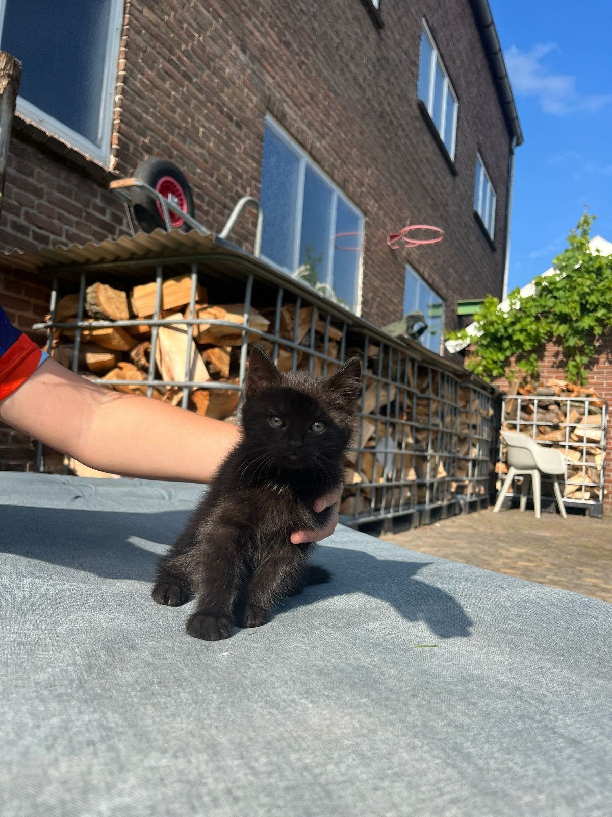 2 lieve kittens gratis af te halen, Dieren en Toebehoren, Poes