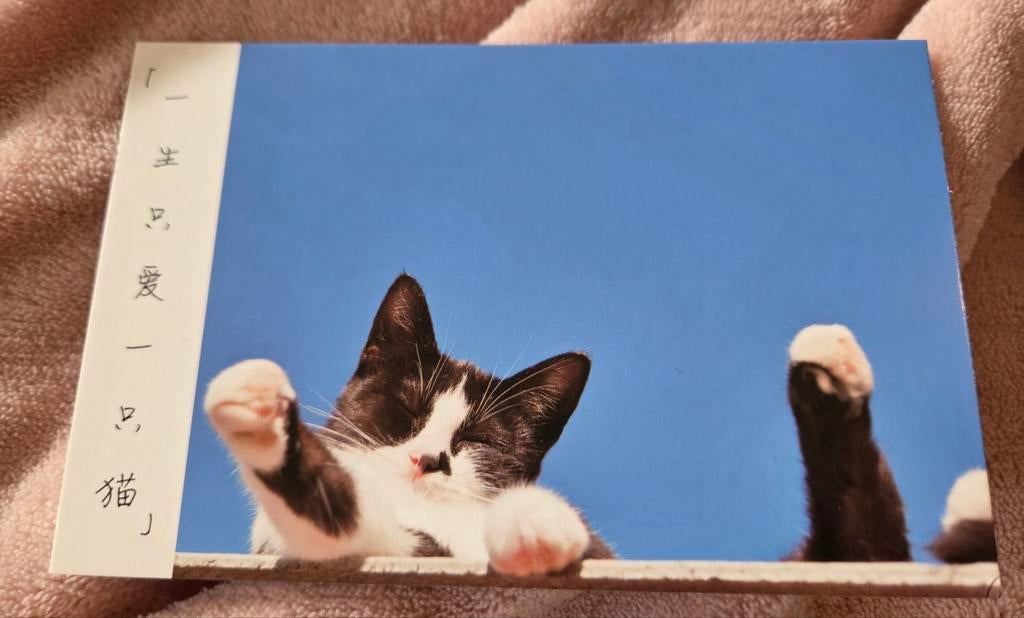 Zwart wit katje gluurt naar beneden, Verzenden, 1980 tot heden, Ongelopen, Hond of Kat
