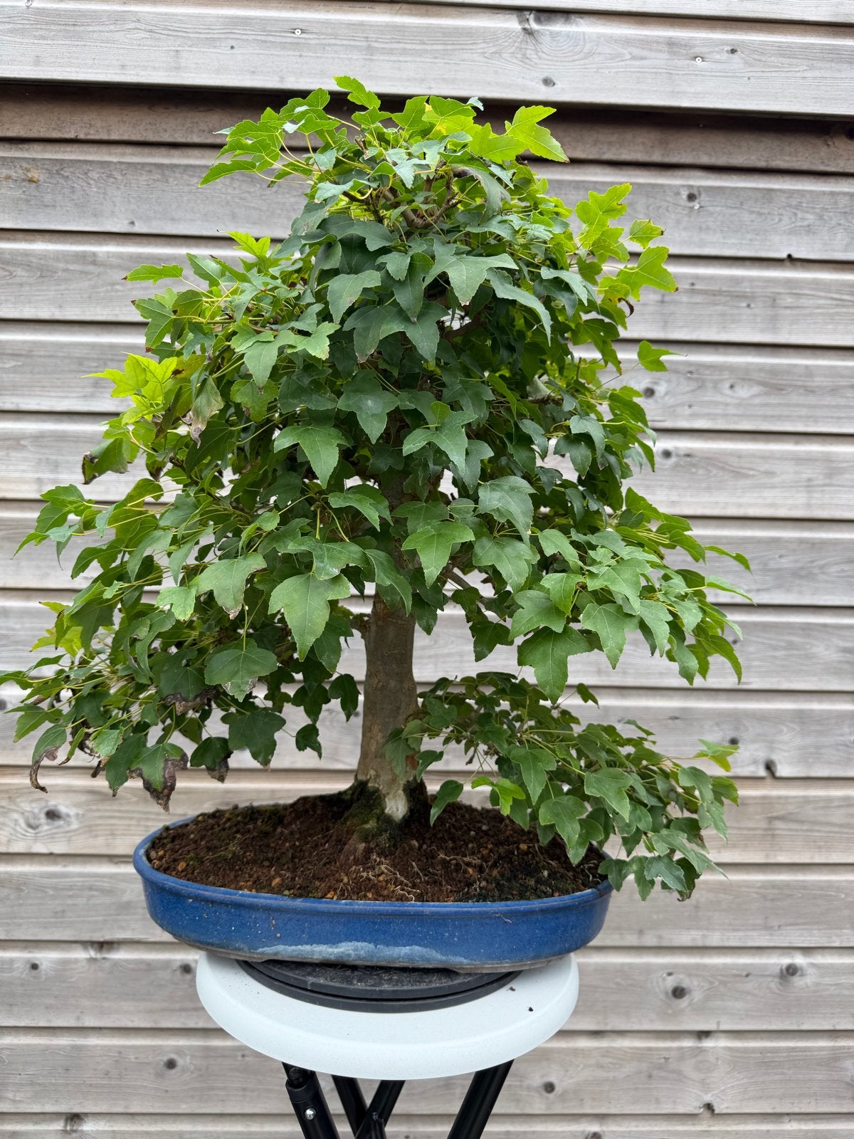 Bonsai Acer Buergerianum - 60cm hoog, Japanse pot, Vaste plant, Bloeit niet, Halfschaduw, Ophalen