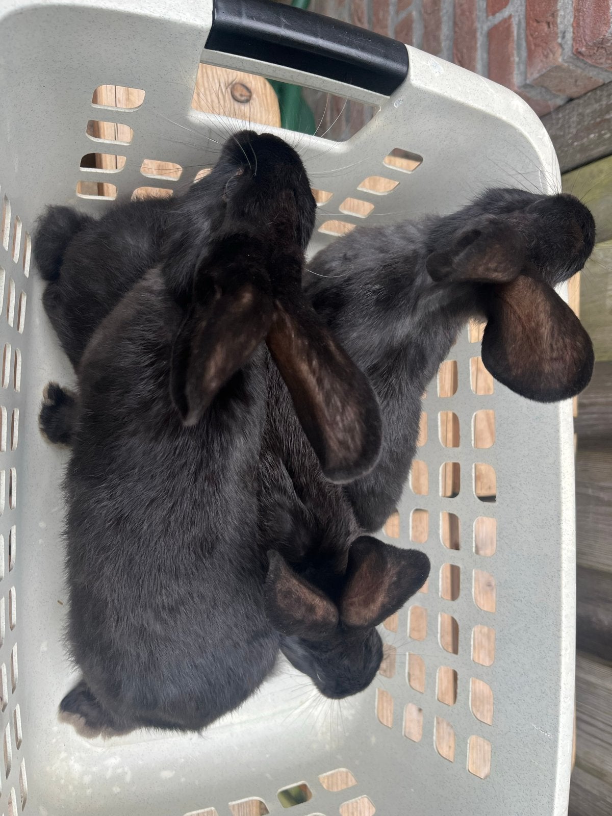 Konijnen, Meerdere dieren, Dwerg