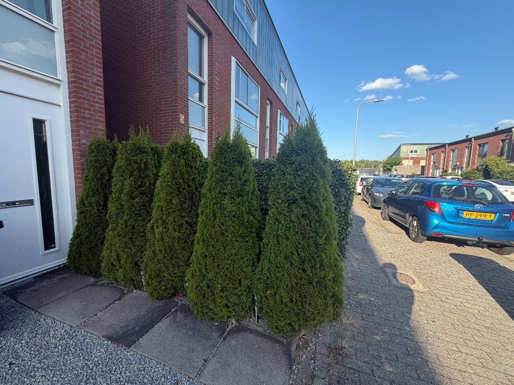 Planten, Tuin en Terras, Ophalen, Overige soorten, Halfschaduw
