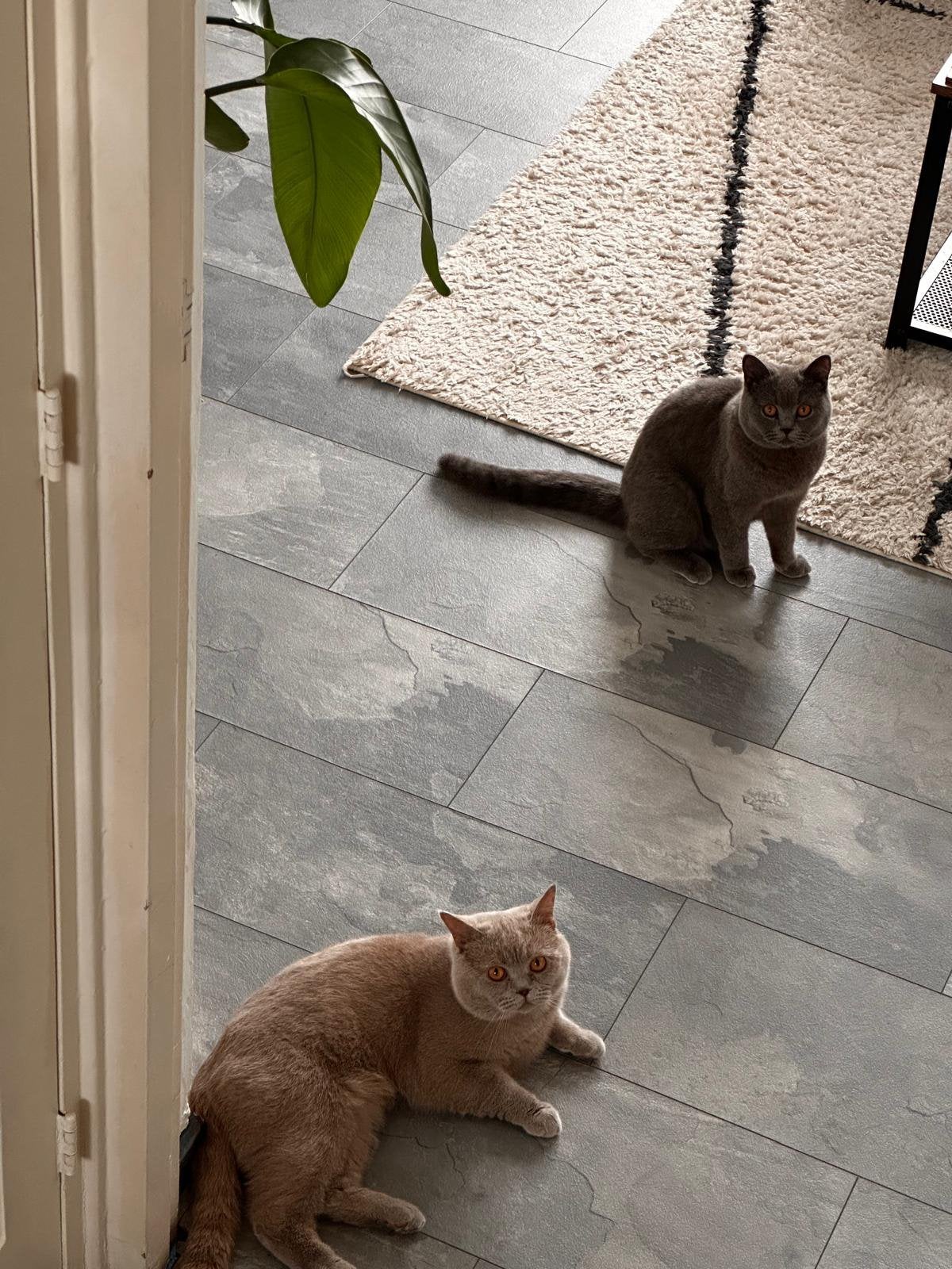 Twee Britse Kortharen (2,5 jaar oud) zoeken een nieuw thuis., Meerdere dieren, 0 tot 2 jaar