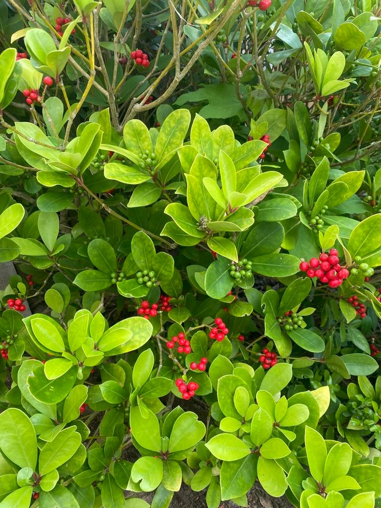 Grote Japanse Skimmia, Ophalen, Overige soorten, Halfschaduw