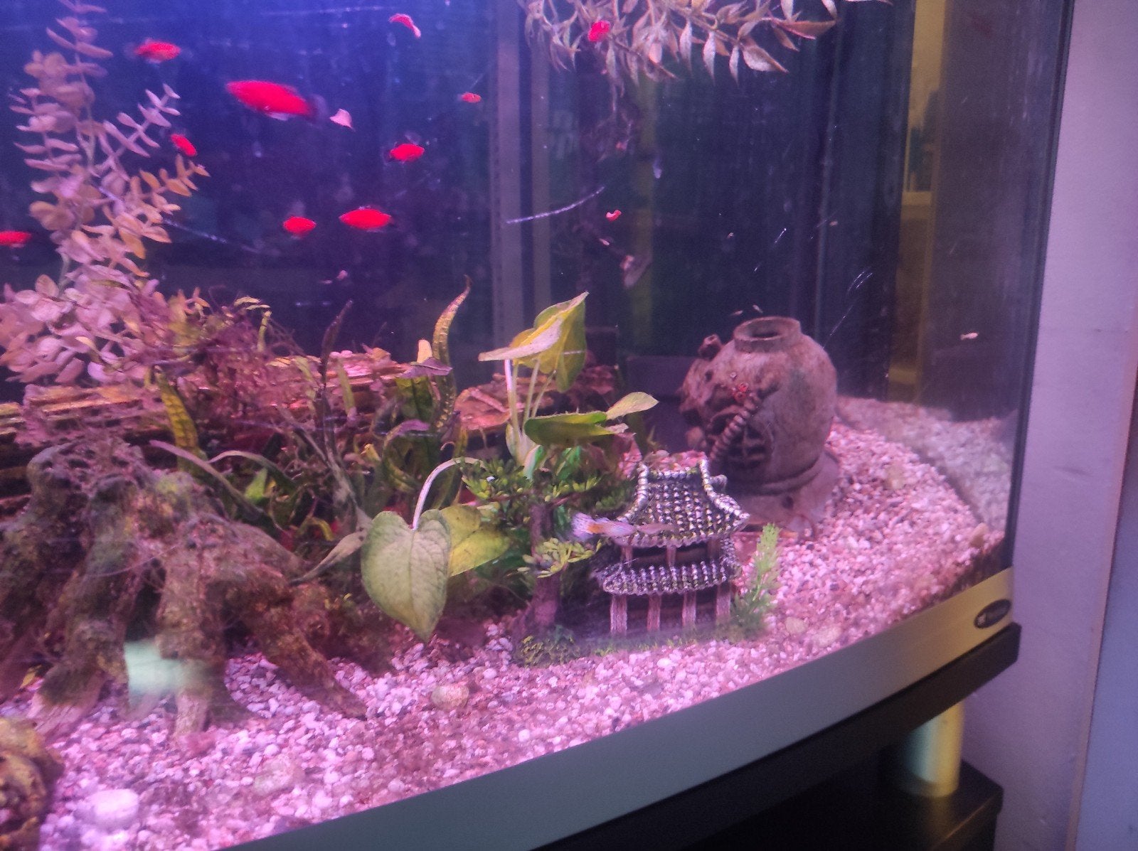 Compleet panoramisch aquarium (120x60x60 cm) incl. meubel,, Dieren en Toebehoren, Vissen | Aquaria en Toebehoren, Ophalen, Inclusief vissen