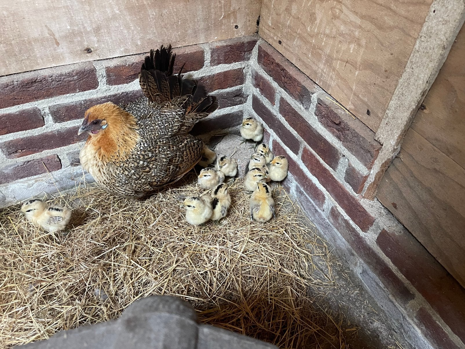 Bielefelder kriel 5 stuks, Geslacht onbekend, Kip