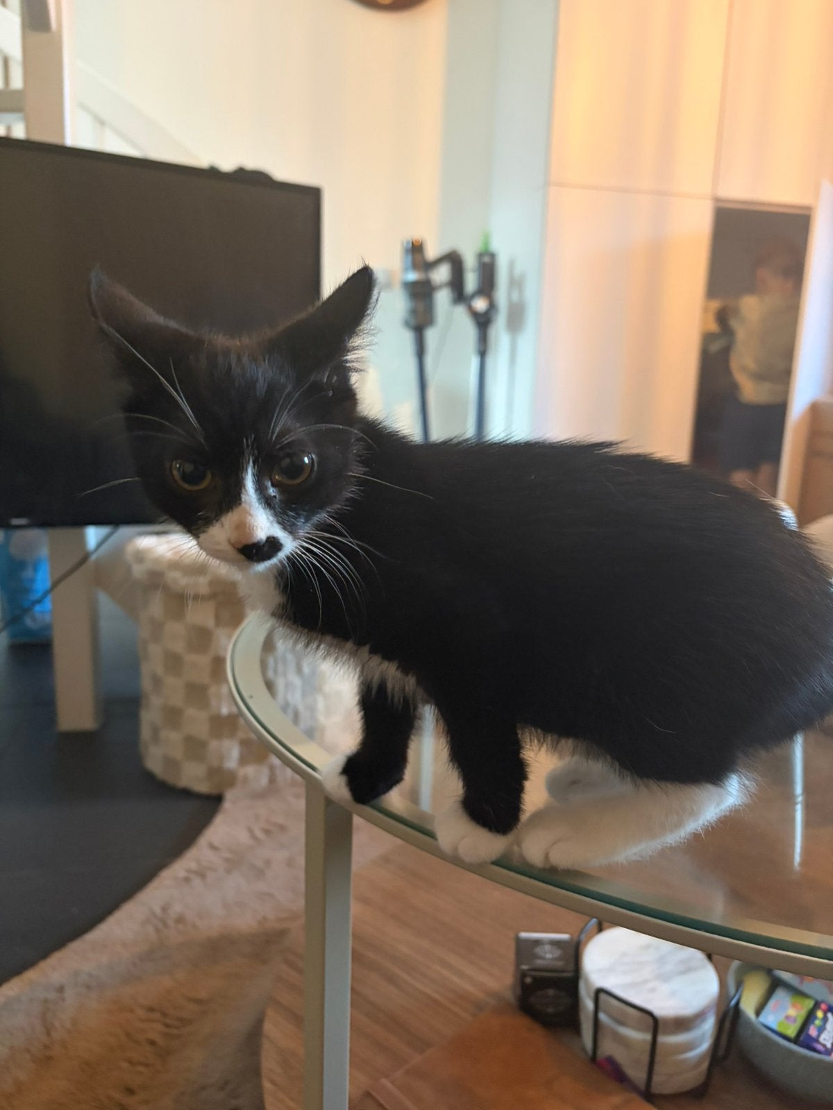 Lief katje van 15 weken zoekt een nieuw huis!, Dieren en Toebehoren, Kater