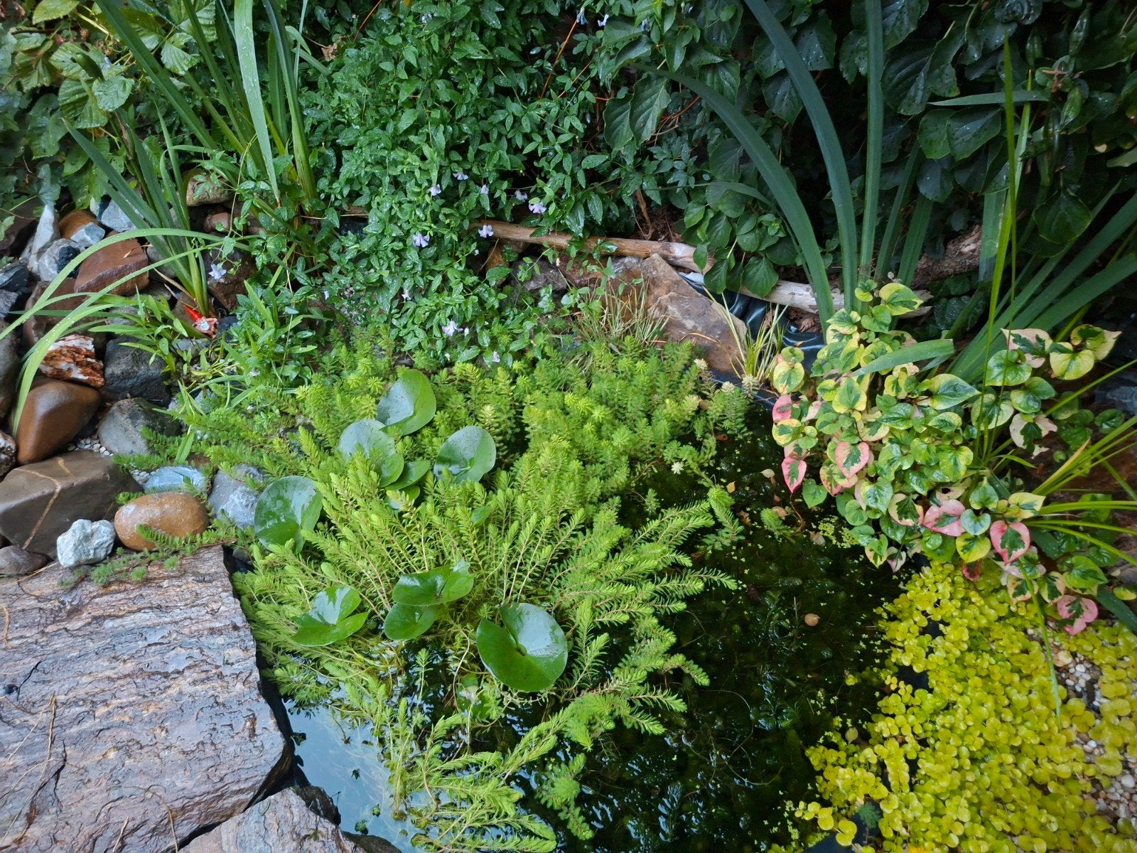 Aarvederkruid 🌿 (Myriophyllum spicatum), Ophalen, Zo goed als nieuw
