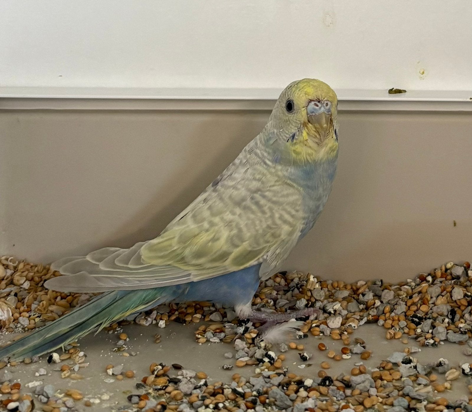 Te koop jonge grasparkieten, Meerdere dieren, Parkiet, Tam