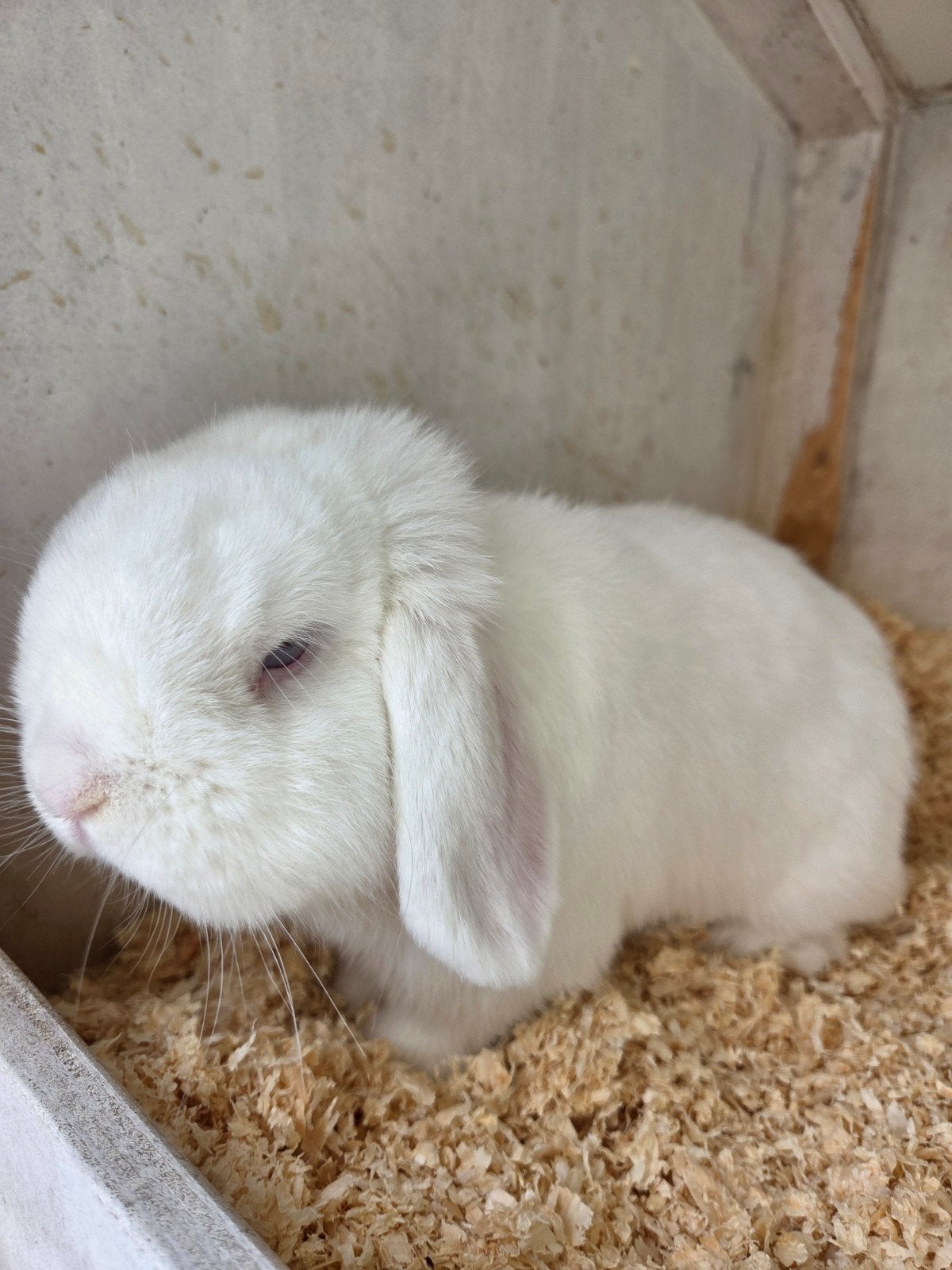wit blauwoog minilop rammetje, Dieren en Toebehoren, Konijnen, Mannelijk, Dwerg, Hangoor, 0 tot 2 jaar