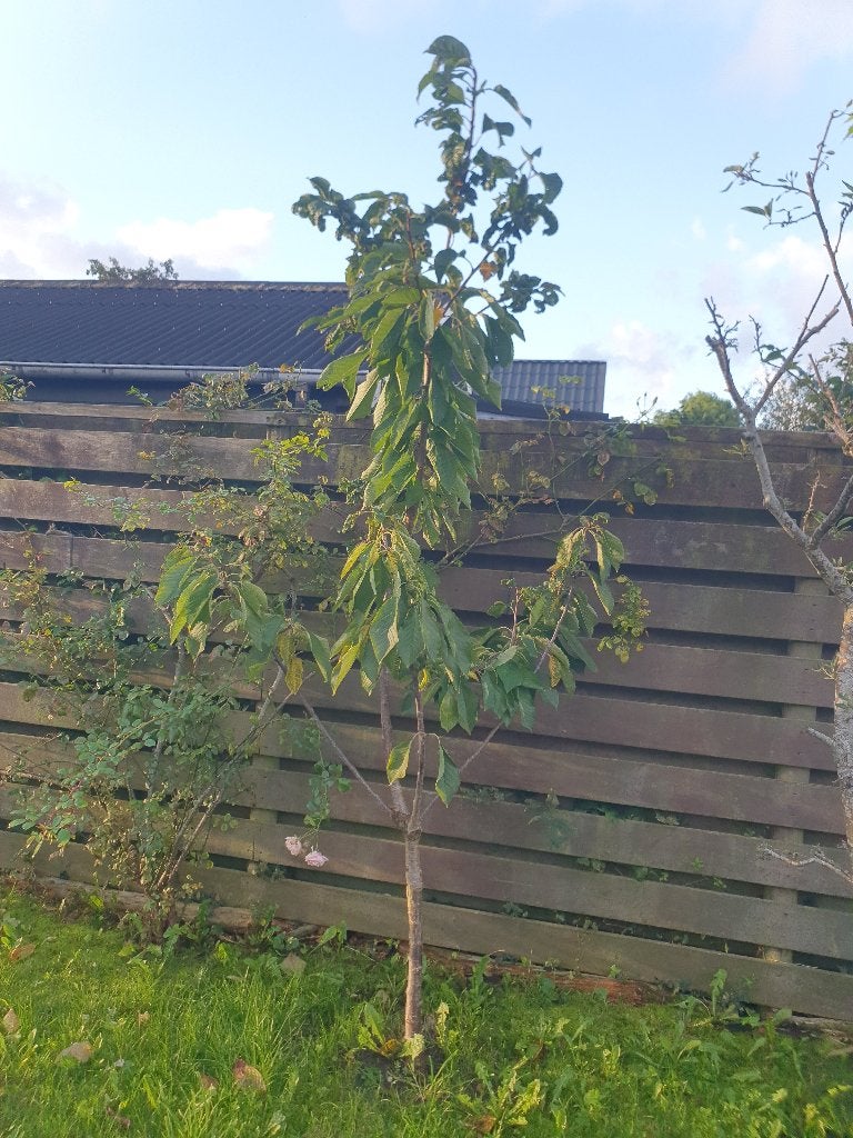 Kersen boom 4x zoete fruit, Ophalen, 100 tot 250 cm, Kersenboom, Zomer