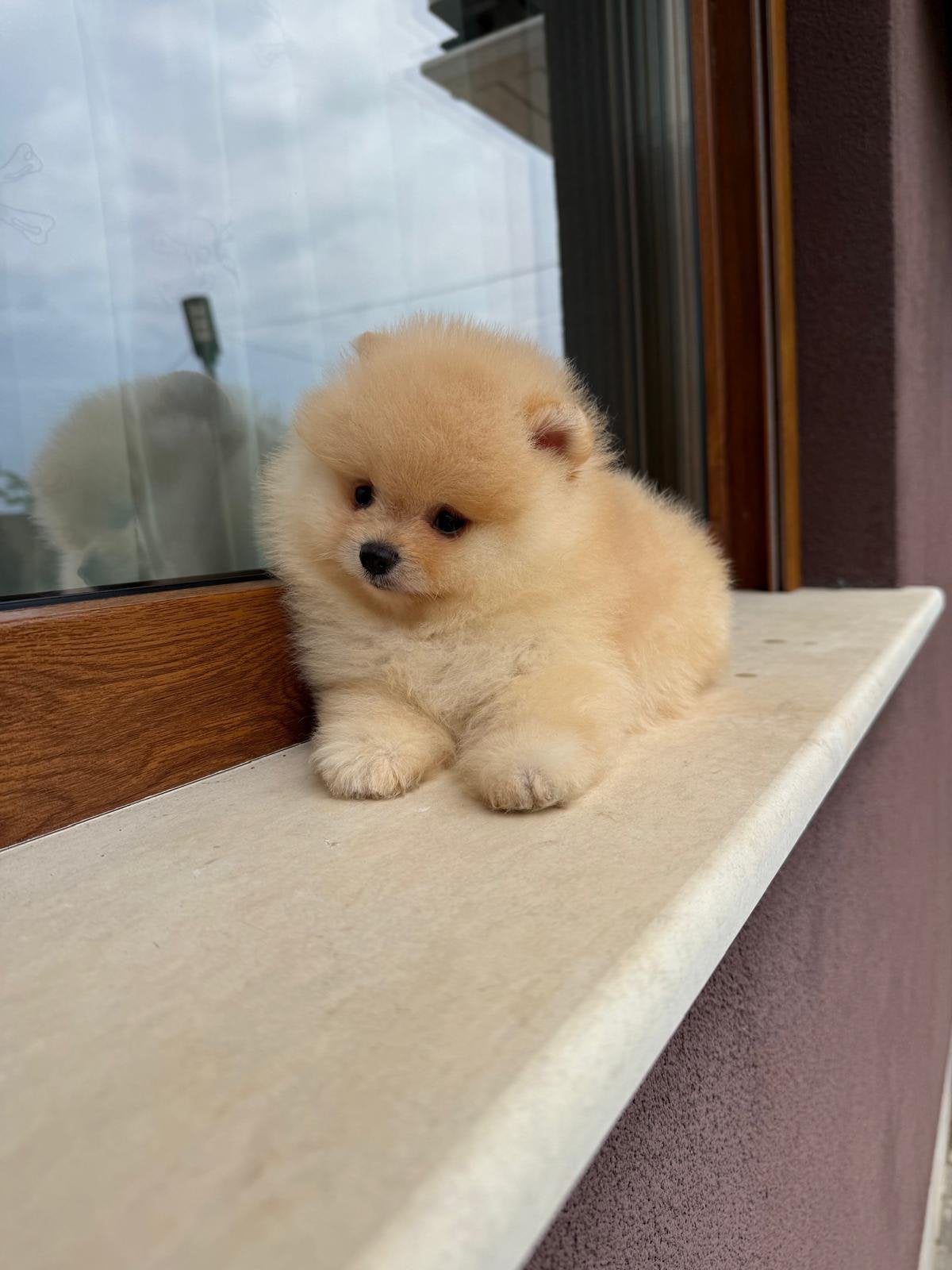 Pomeranian puppy’s te koop, Overige rassen, 8 tot 15 weken, Buitenland, Parvo
