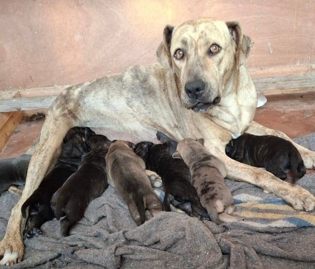 mooie pups met heel goed karakter!, 8 tot 15 weken, Meerdere, Meerdere dieren, Nederland