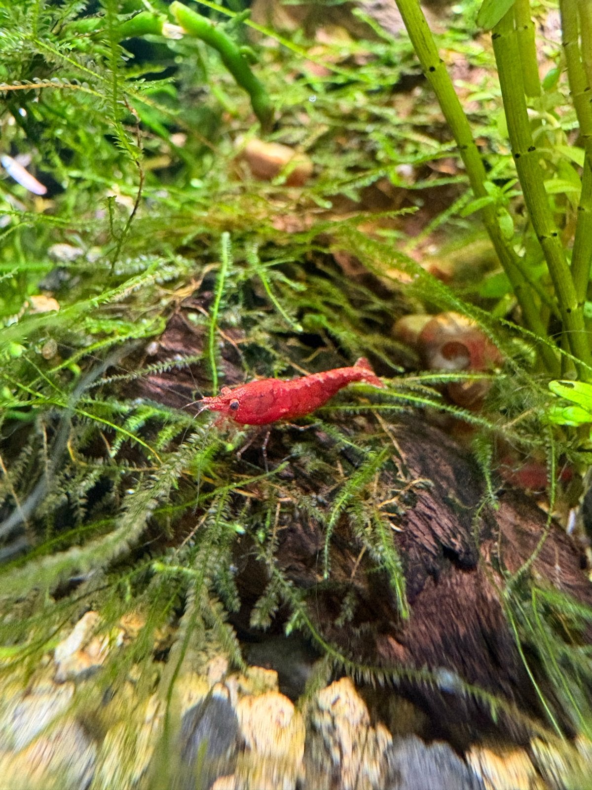 Cherry garnalen, Kreeft, Krab of Garnaal, Zoetwatervis, Schoolvis