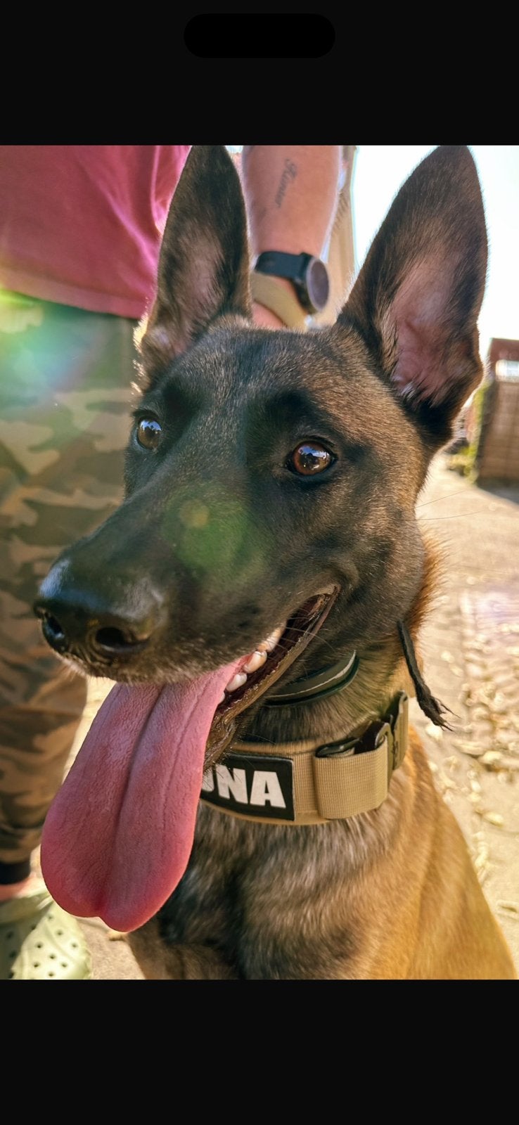 Spoed rustig plekje gezocht, 1 tot 2 jaar, Teef, Parvo, Eén hond