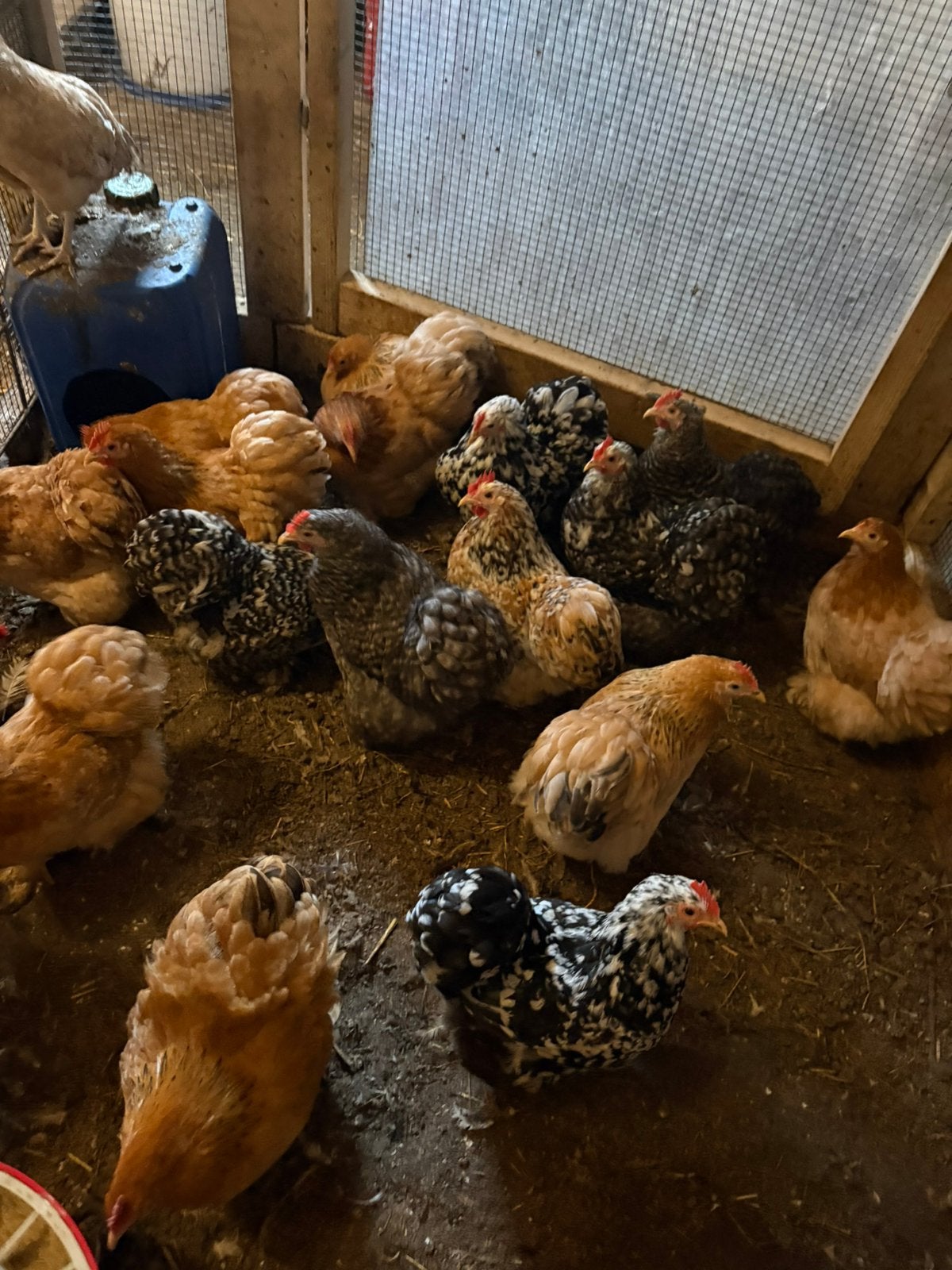Cochin kriel hennen, Dieren en Toebehoren, Vrouwelijk, Kip