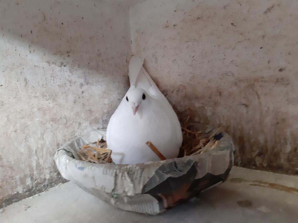 Te koop mooie jonge witte postduiven!, Dieren en Toebehoren, Vogels | Duiven, Postduif, Meerdere dieren