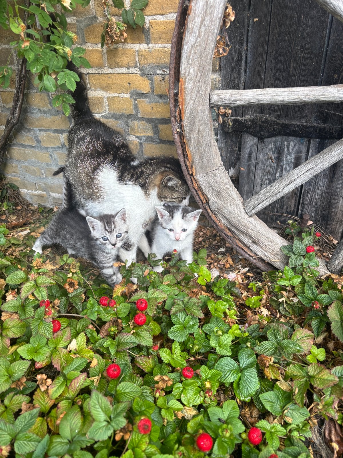 Kittens te koop, Meerdere dieren