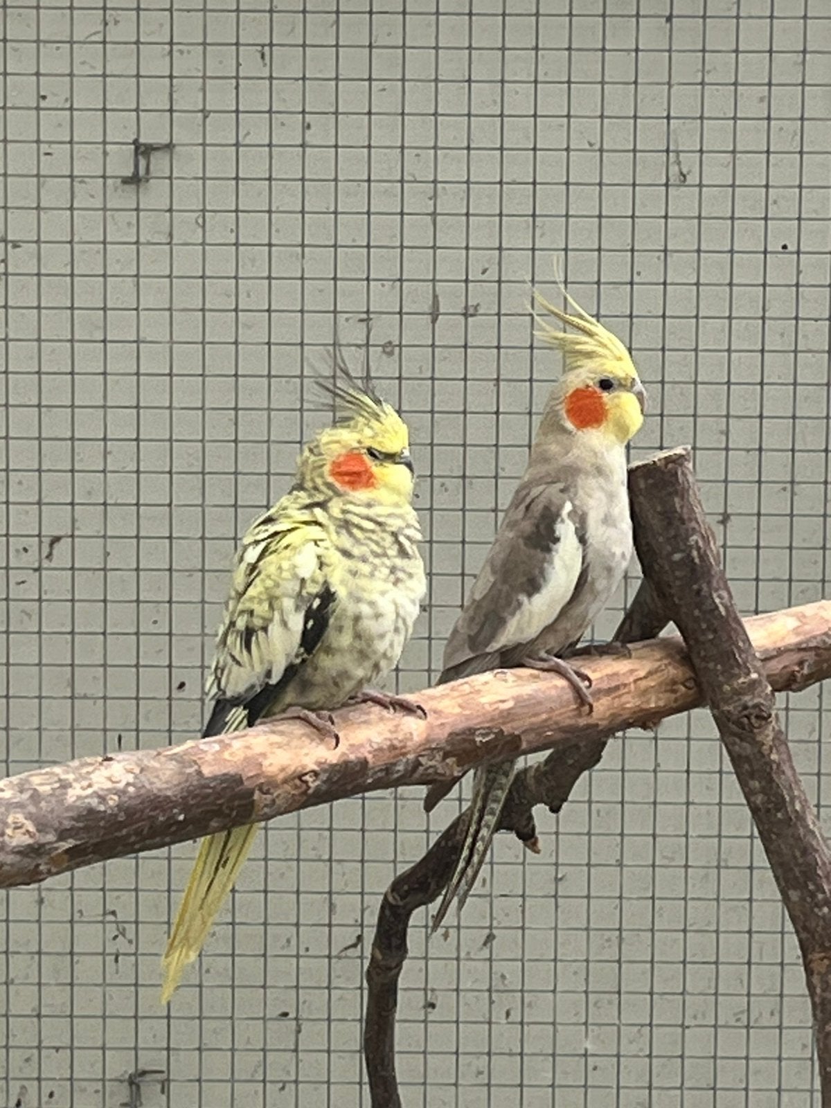 Valkparkieten, Meerdere dieren, Parkiet
