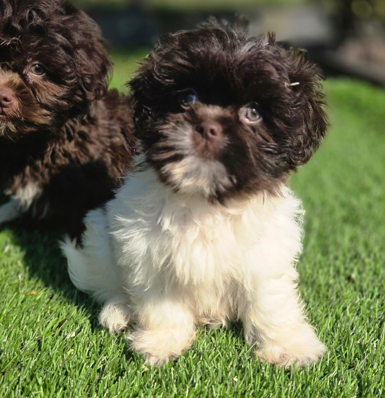 Te koop leuke Boomer pups, Dieren en Toebehoren, Honden | Chihuahua's en Gezelschapshonden, Parvo, Nederland, Overige rassen, 8 tot 15 weken