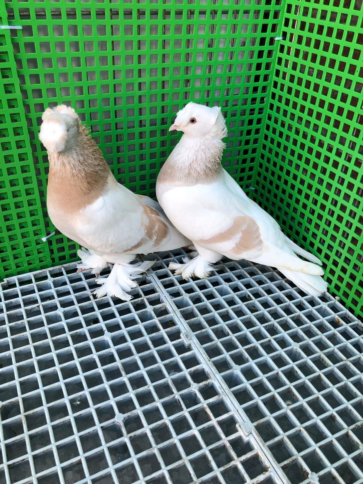 Takla duiven, Meerdere dieren, Postduif