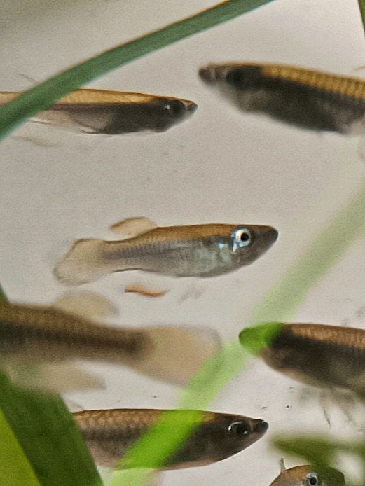 School zeldzame killivissen "Lamberts lampeye", Vis, Zoetwatervis, Schoolvis
