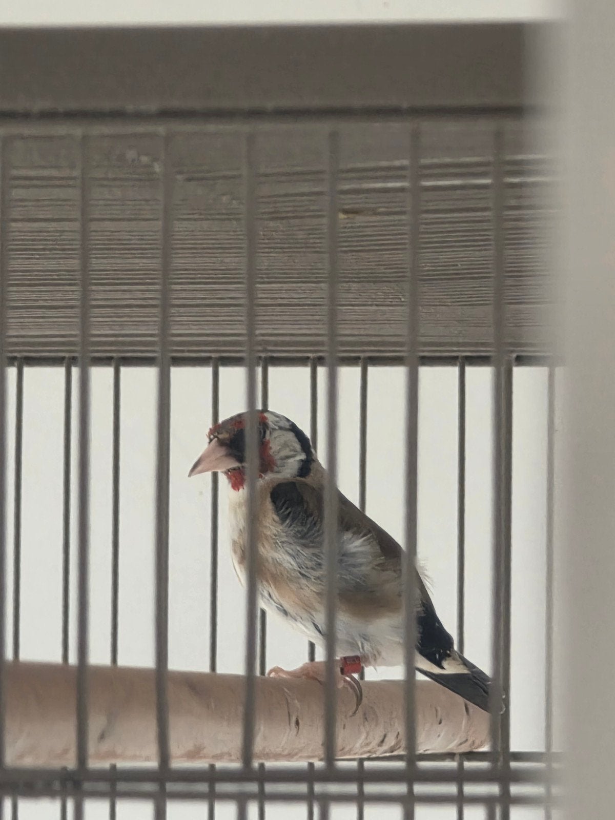 parva putter Man 2024, Mannelijk, Wildzangvogel, Geringd