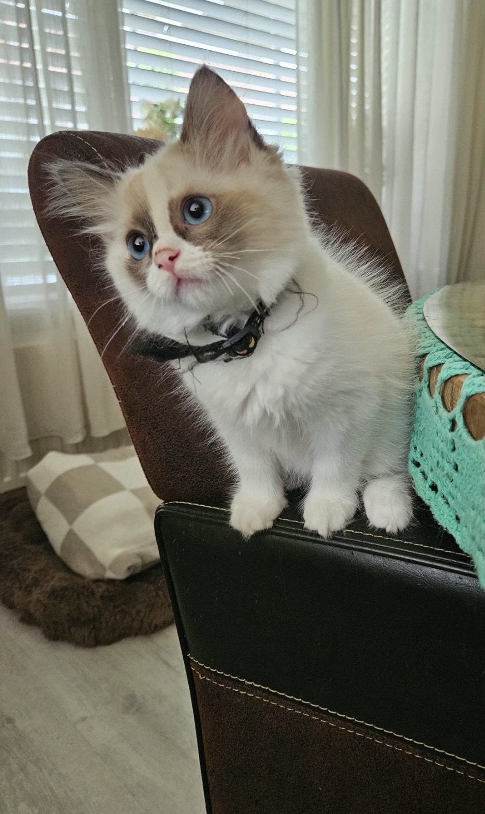 Prachtig nestje ragdoll kittens 5 vrouwtjes en 1 katertje, Meerdere dieren, Ontwormd