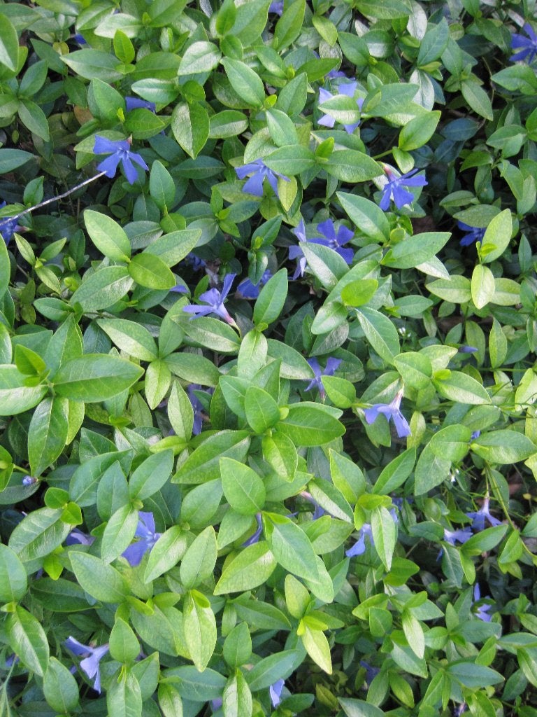 vaste planten, Ophalen, Bodembedekkers, Vaste plant, Halfschaduw