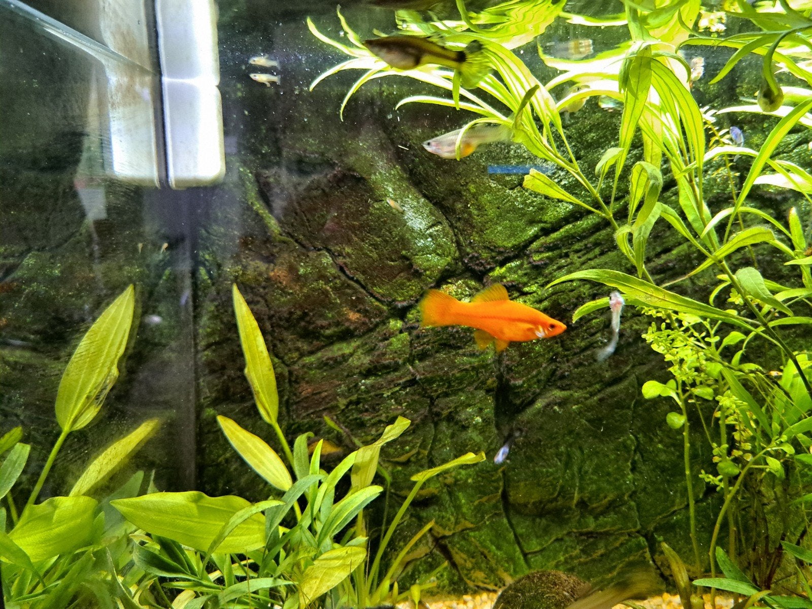 guppen garnalen en zwaarddrager, Dieren en Toebehoren, Vissen | Aquariumvissen, Vis
