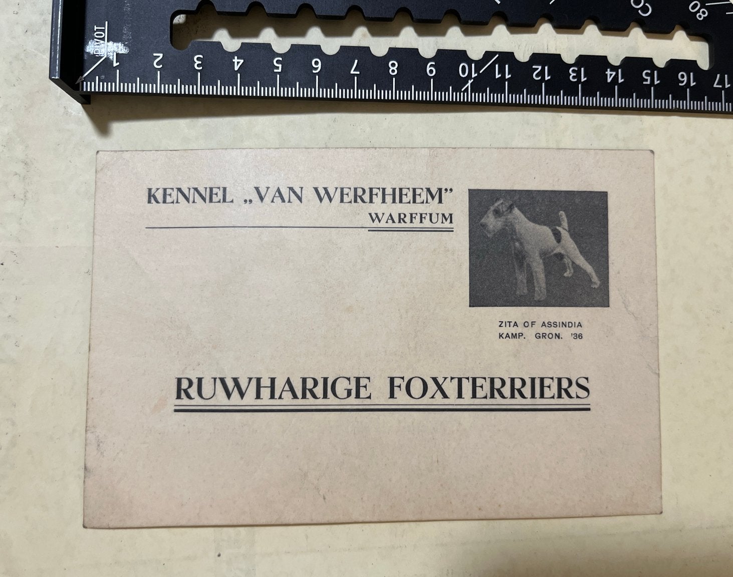 Oude reclamekaart Ruwharige Foxterriërs - Kennel Van Werfhee, Ophalen of Verzenden, Voor 1920, Gelopen, Groningen