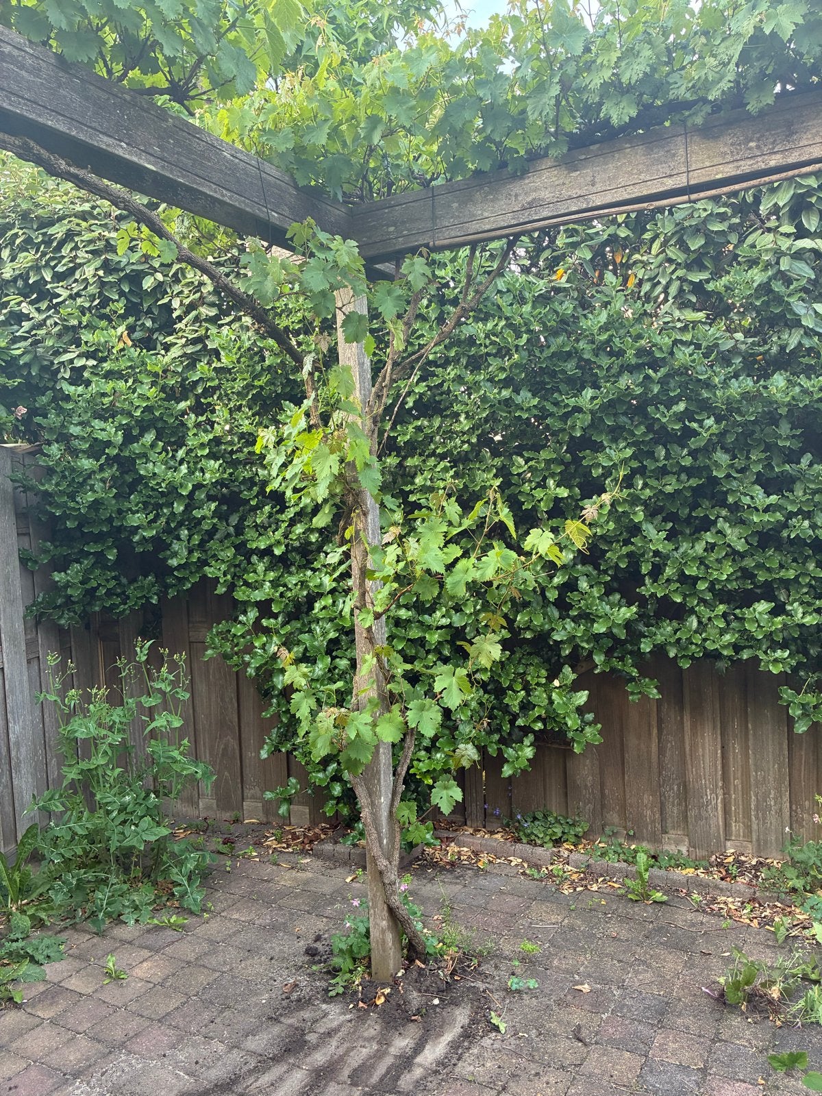 Gratis Druivenstruik om pergola gratis zelf uithalen, Ophalen, Volle zon, Vaste plant, Zomer