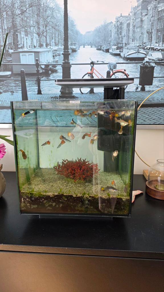 Superfish Qubiq 30 Pro with accessories, Dieren en Toebehoren, Ophalen, Leeg aquarium