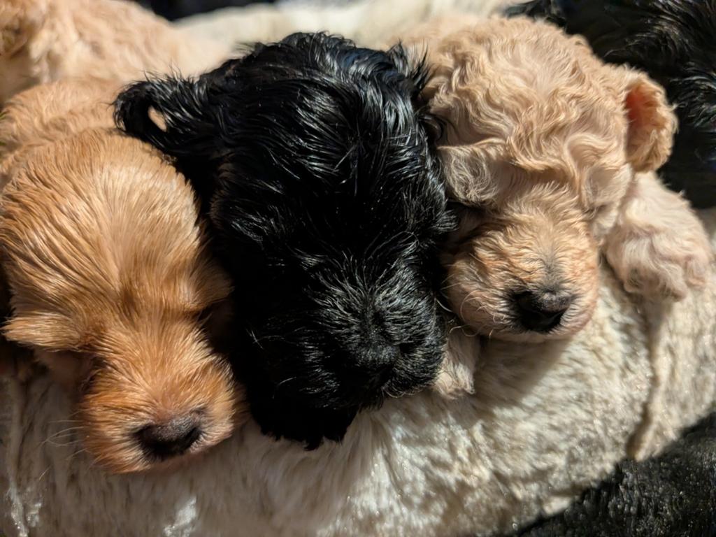 Labradoodle XS — gezonde ouders getest !, Poedel, Parvo, 8 tot 15 weken, Meerdere