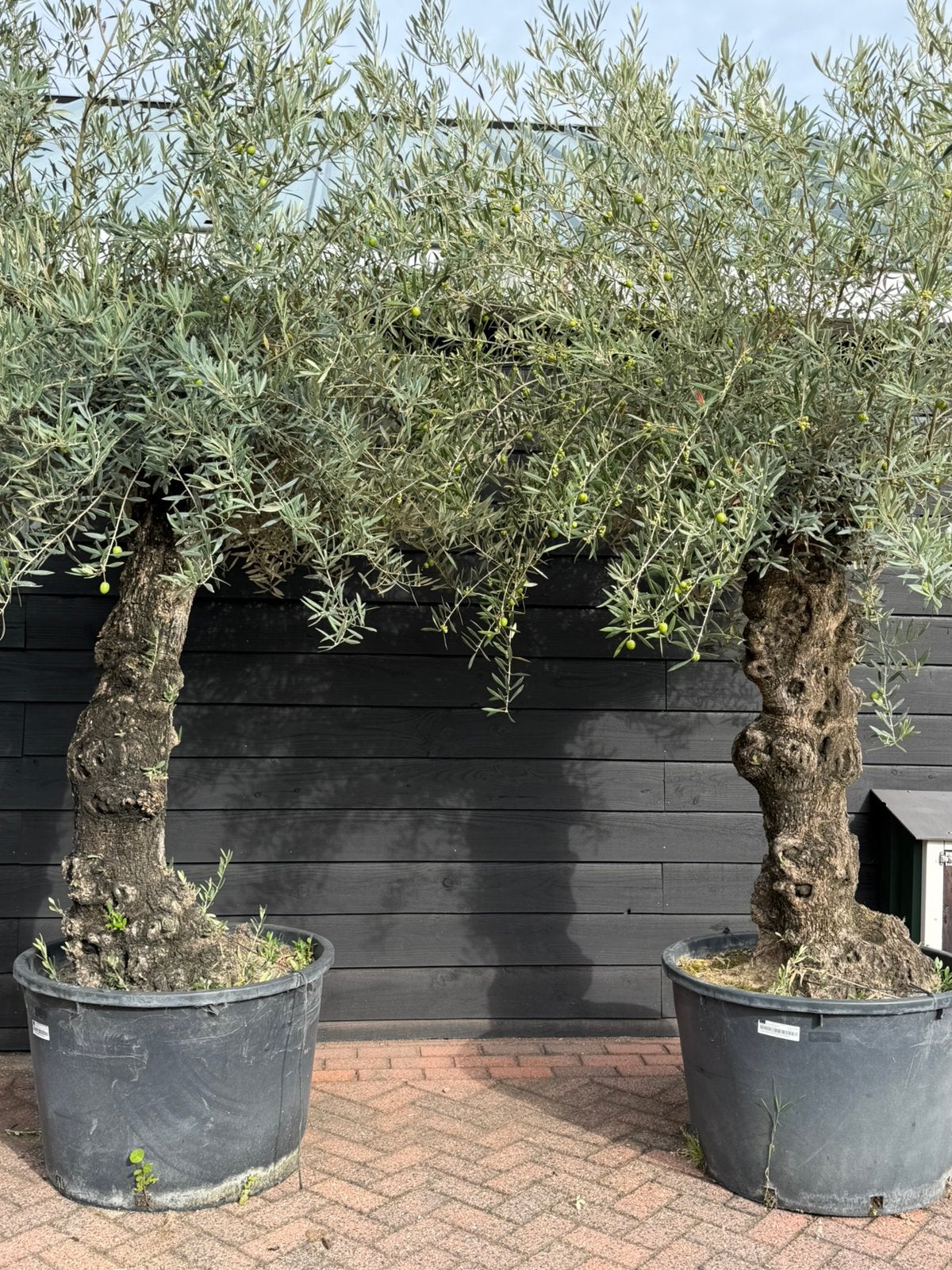 Grote zware oude olijfbomen, Olijfboom, 250 tot 400 cm, Zomer, Ophalen