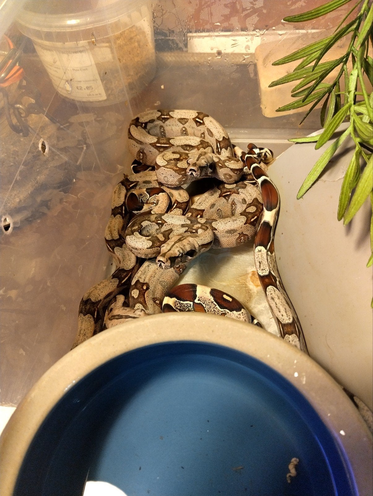 boa constrictor constrictor Frans Guyana aangeboden Boa Constrictor photo 4