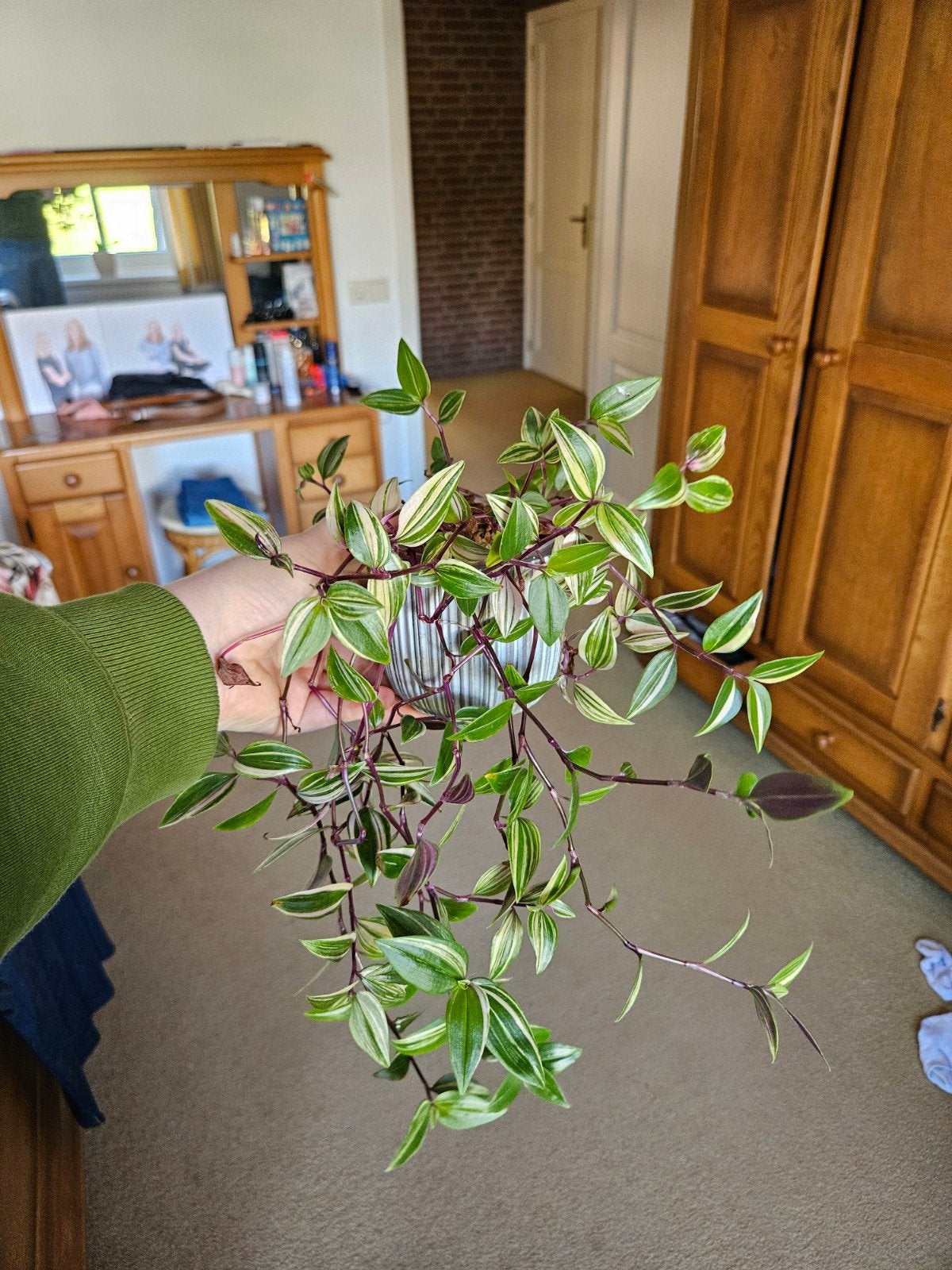Tradescantia Zebrina - Hangplant, Overige soorten, In pot, Minder dan 100 cm, Groene kamerplant