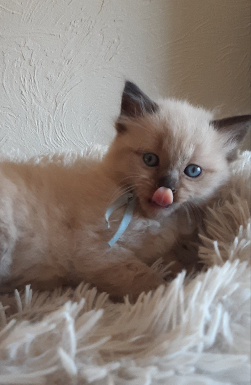 Seal mink ragdoll kittens, Meerdere dieren