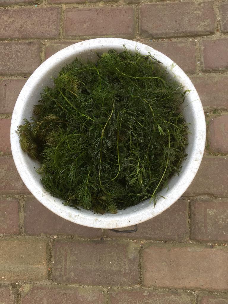 Te koop Grof Hoornblad, Tuin en Terras, Vijvers, Ophalen, Zo goed als nieuw