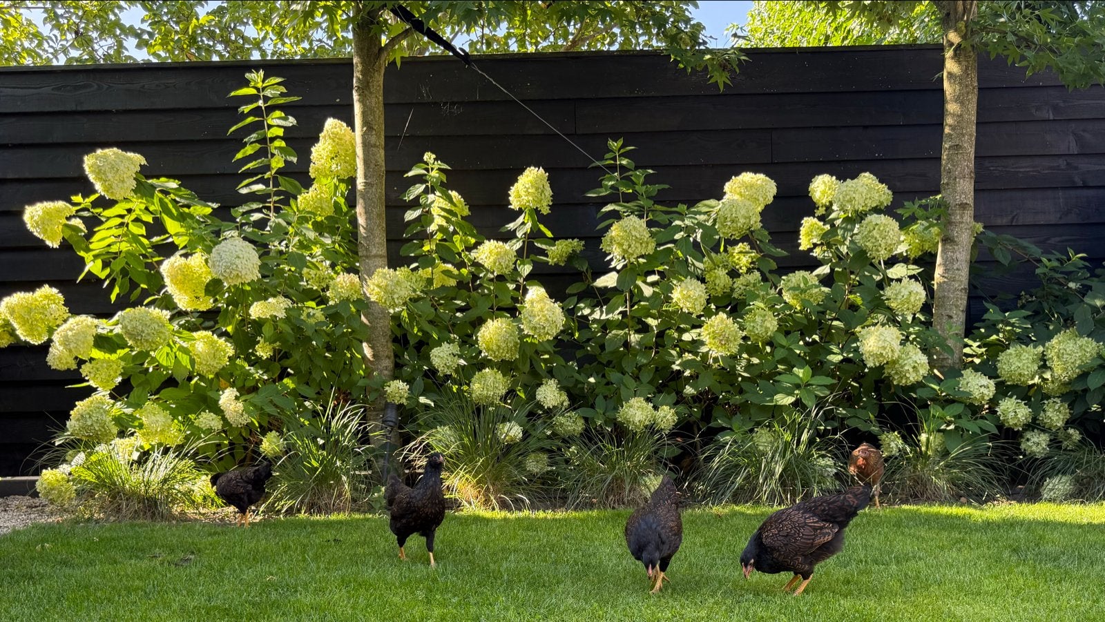 Barnevelder kriel haan - dubbel gezoomd, Mannelijk, Kip