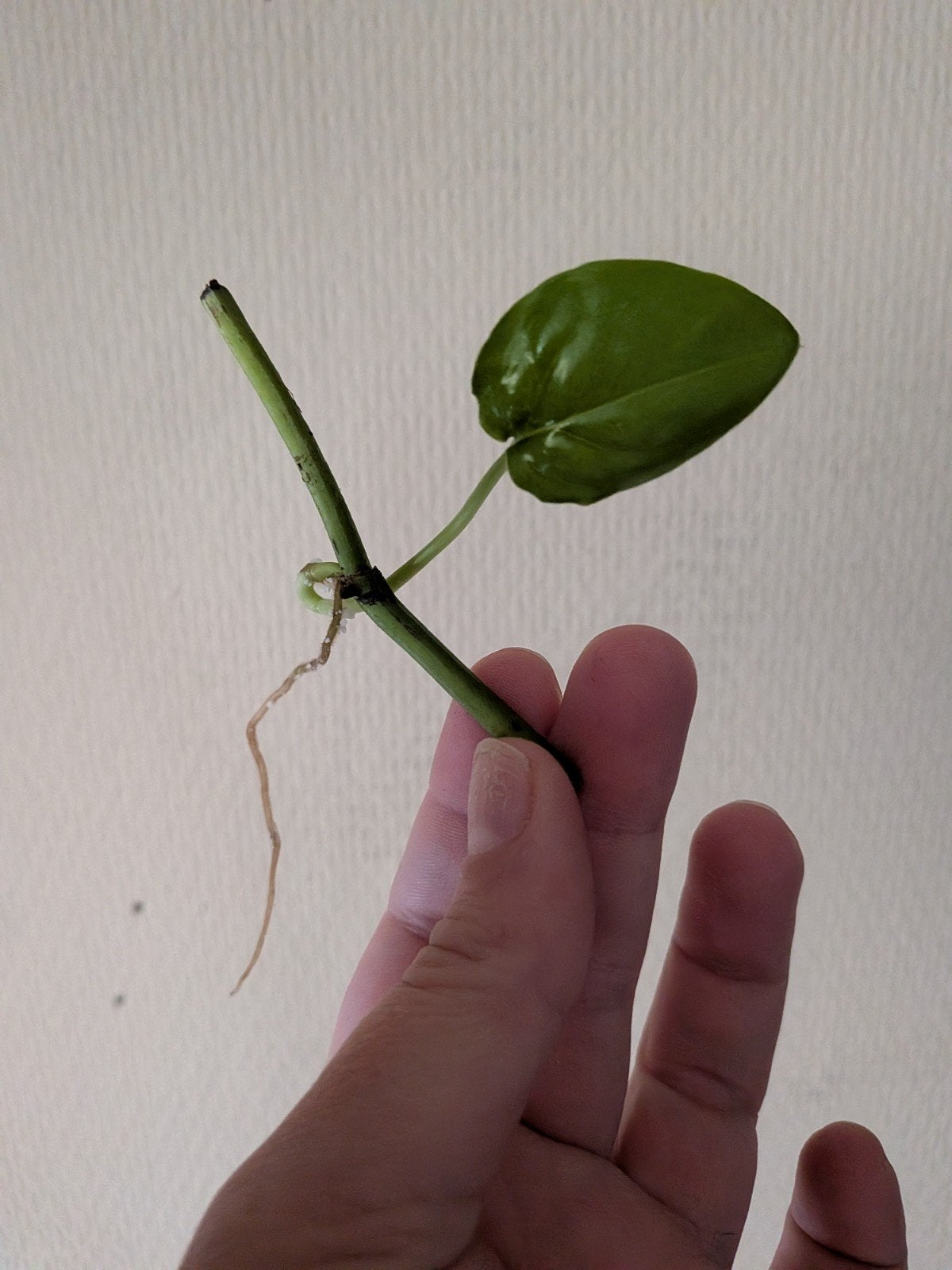 Epipremnum cebu bleu stekken, Ophalen of Verzenden, Halfschaduw, Minder dan 100 cm