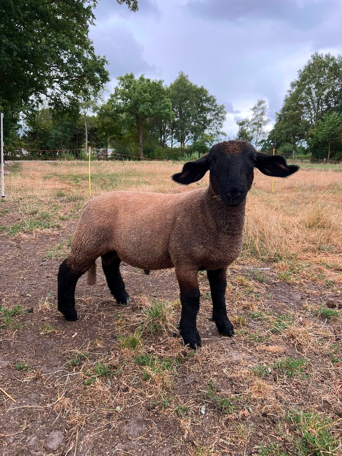 Prachtige lieve stamboek Suffolk rammen, Mannelijk, Schaap