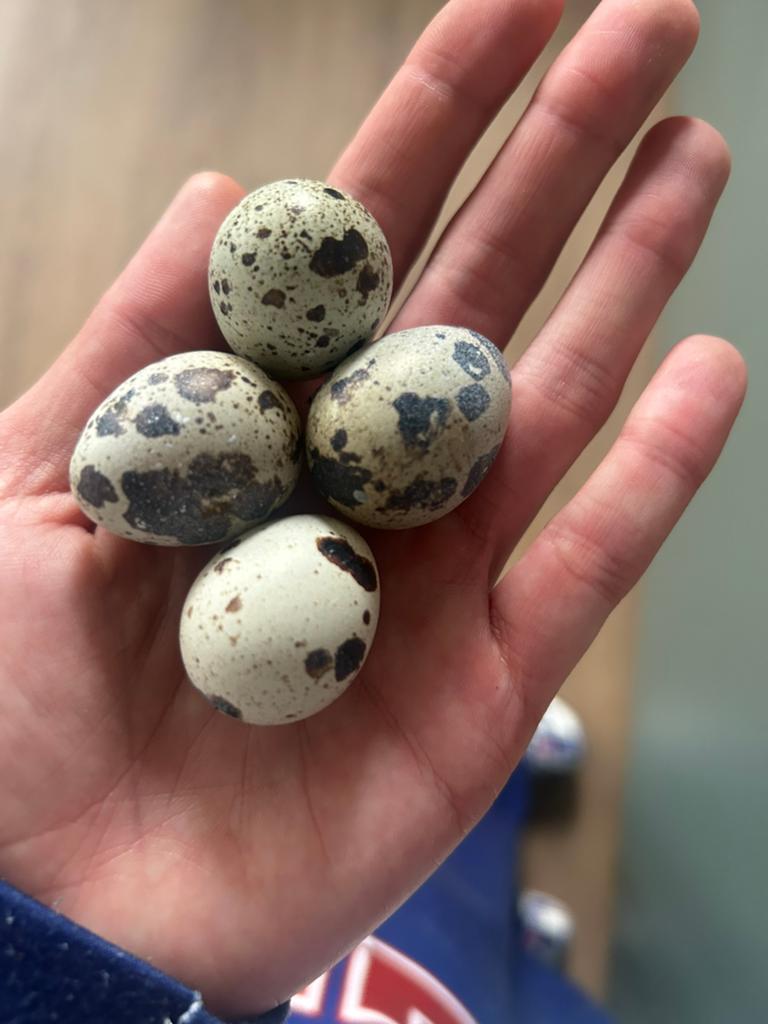 Broedeieren Jumbo Kwartel, Dieren en Toebehoren, Vogels | Overige Vogels, Geslacht onbekend
