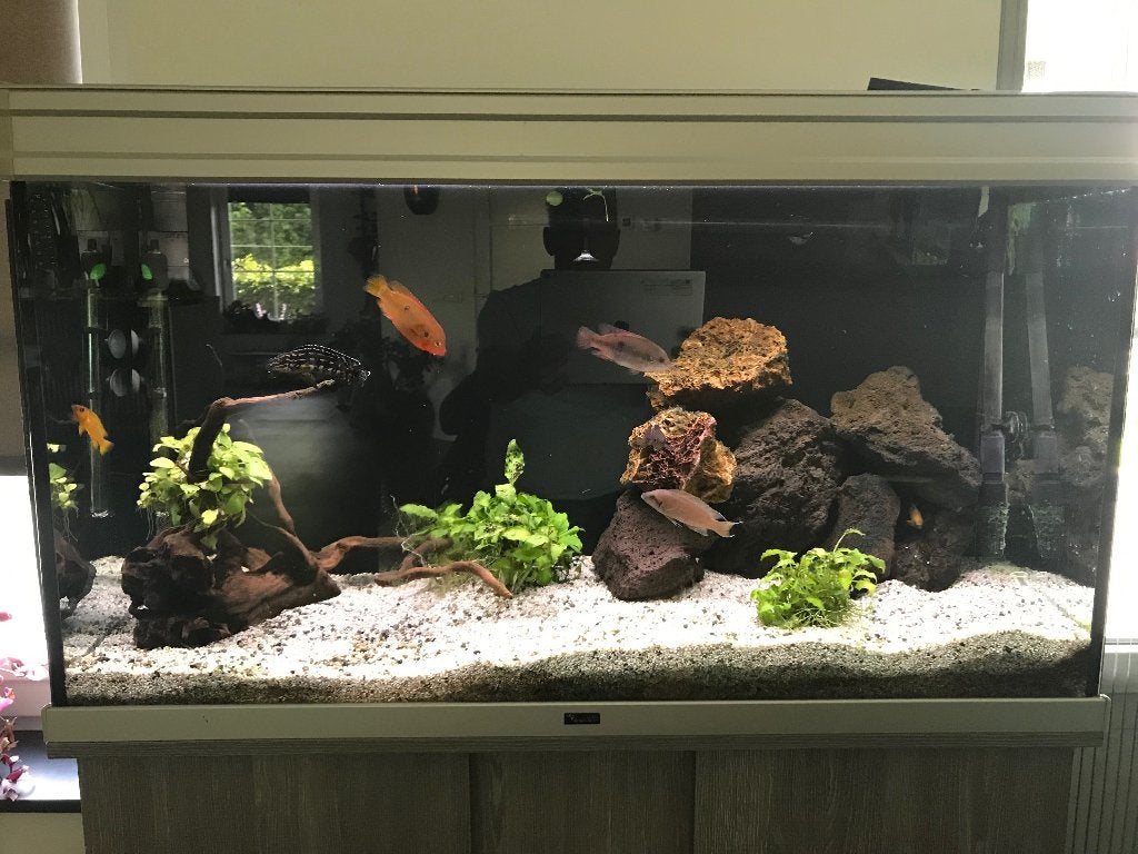 Aquarium, Ophalen, Inclusief vissen, Gebruikt, Gevuld zoetwateraquarium