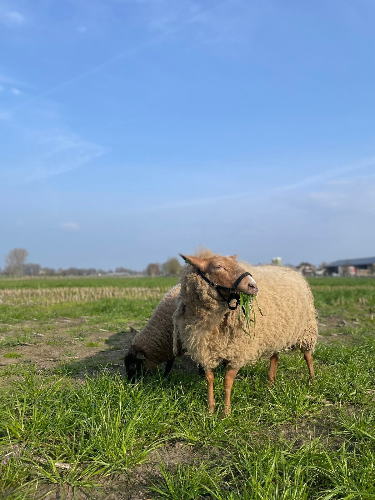 Verschillende schapen zoeken goed thuis, Meerdere dieren, Schaap