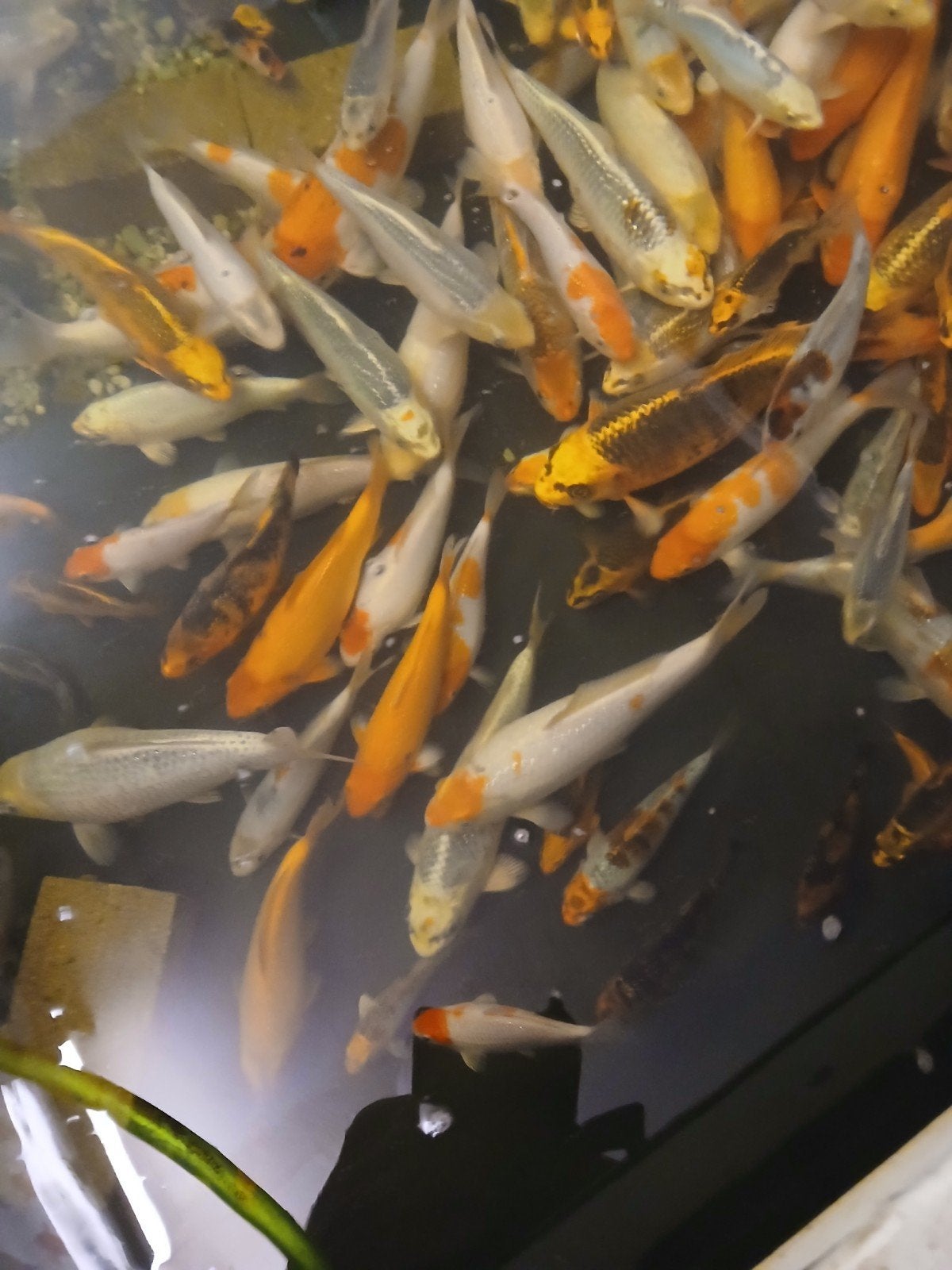 Koi karpers6, Dieren en Toebehoren, Vissen | Vijvervissen, Karper of Koi